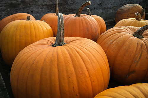 pumpkins for web